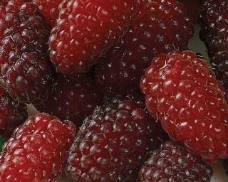 Ostružinomalina ´LoganBerry´