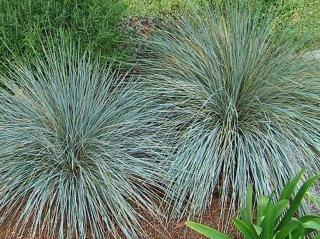 Ovsíř stálezelený - Helictotrichon sempervirens