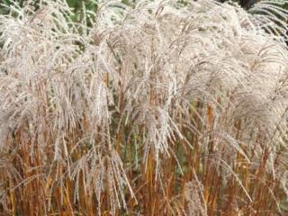 Ozdobnice čínská ´Champagner´ - Miscanthus sinensis 'Champagner'