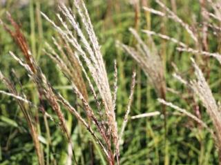 Ozdobnice čínská ´Hermann Müssel´ - Miscanthus sinensis 'Hermann Müssel'