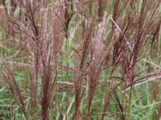 Ozdobnice čínská ´Nippon´ - Miscanthus sinensis 'Nippon'