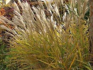 Ozdobnice čínská ´Nishidake´ - Miscanthus sinensis 'Nishidake'