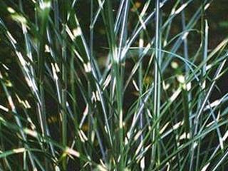 Ozdobnice čínská ´Punktchen´ - Miscanthus sinensis 'Punktchen'