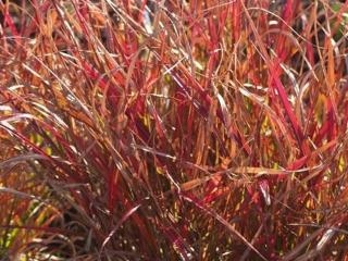 Ozdobnice čínská ´Purple Fall´ - Miscanthus sinensis 'Purple Fall'