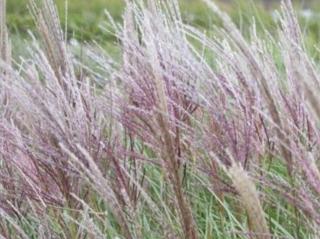Ozdobnice čínská ´Silberspine´ - Miscanthus sinensis 'Silberspine'