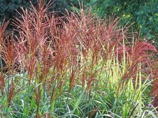 Ozdobnice čínská ´Sirene´ - Miscanthus sinensis 'Sirene'