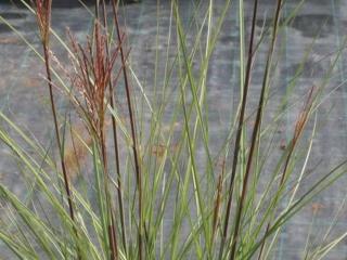 Ozdobnice čínská ´Super Trouper´ - Miscanthus sinensis ´Super Trouper´