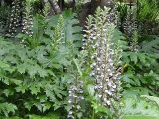 Paznehtík měkký - Acanthus mollis Balení: kontejner p11