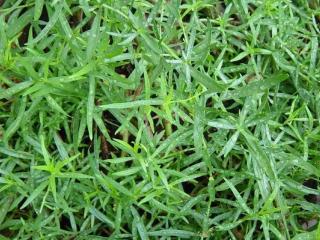 Pelyněk estragon ´Mexico´ - Artemisia dracunculus ´Mexico´