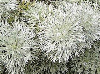 Pelyněk Schmidtův ´Silver Mound´ - Artemisia schmidtiana 'Silver Mound'
