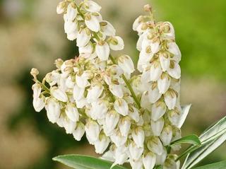 Pieris ´Debutante´