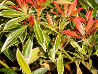 Pieris 'Flaming Silver'