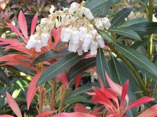 Pieris ´Forest Flame´ Balení: kontejner p9