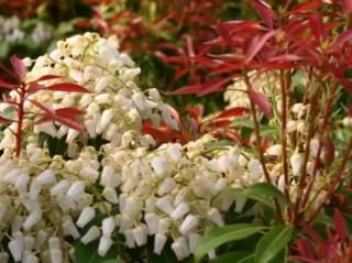 Pieris ´Red Mill´ Balení: kontejner C3