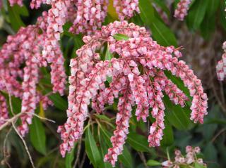 Pieris ´Valley Rose´