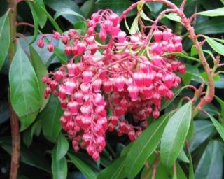 Pieris 'Valley Valentine'