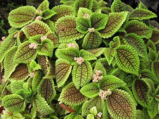 Pilea 'Moonvalley'