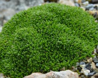 Písečnice stellata 'Minima' - Minuartia stellata 'Minima'