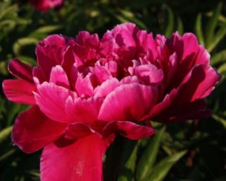 Pivoňka čínská 'Adolphe Rousseau' - Paeonia lactiflora 'Adolphe Rousseau'