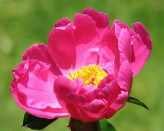 Pivoňka čínská 'Little Medicine Man' - Paeonia lactiflora 'Little Medicine Man'