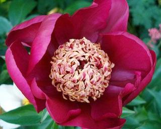 Pivoňka čínská 'Nippon Beauty' - Paeonia lactiflora 'Nippon Beauty' Balení: kontejner C3