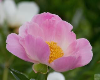 Pivoňka čínská 'Nymphe' - Paeonia lactiflora 'Nymphe'