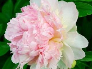 Pivoňka čínská 'Raspberry Sundae' - Paeonia lactiflora 'Raspberry Sundae'