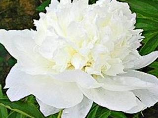 Pivoňka čínská ´White Towers®´ - Paeonia lactiflora ´White Towers®´