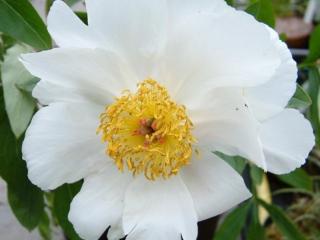 Pivoňka čínská 'White Wings' - Paeonia lactiflora 'White Wings'