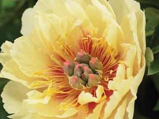 Pivoňka itoh ´Garden Treasure´ - Paeonia  itoh ´Garden Treasure´