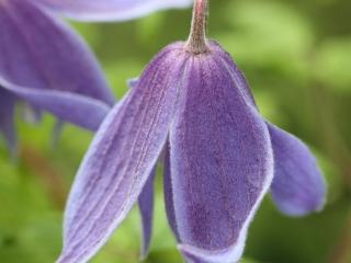 Plamének alpský - Clematis alpina