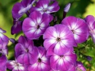 Plaménka latnatá ´Early Purple Eye´ - Phlox paniculata ´Early Purple Eye´