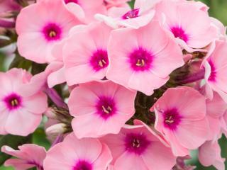 Plaménka latnatá ´Famous Pink Eye´ - Phlox paniculata ´Famous Pink Eye´