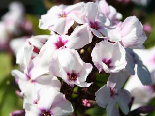 Plaménka latnatá ´Famous White Eye´ - Phlox paniculata ´Famous White Eye´