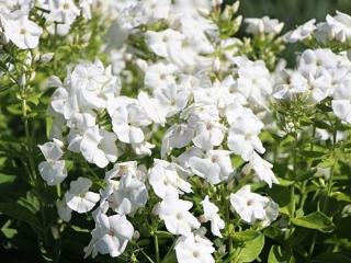 Plamenka latnatá ´Younique White´ - Phlox paniculata 'Younique White'