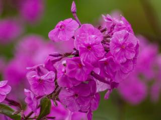 Plaménka maculata ´Alpha´ - Phlox maculata 'Alpha'