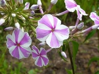 Plaménka maculata ´Natascha´