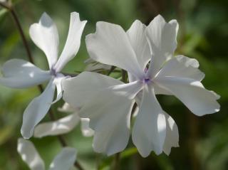 Plaménka rozkladitá ´White perfume´ - Phlox divaricata ´White perfume´