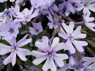 Plaménka šídlovitá ´Early Spring Lavender´ - Phlox subulata 'Early Spring Lavender'