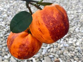 Pomerančovník 'Acrobal'