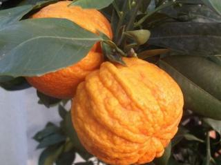 Pomerančovník hořký 'Canaliculata'
