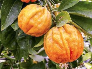 Pomerančovník hořký 'Corrugato'