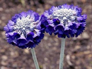 Prvosenka capitata ssp. morana - Primula capitata ssp. morana