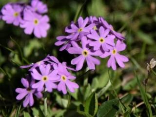 Prvosenka Hallerova - Primula halleri