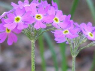 Prvosenka listnatá - Primula frondosa