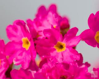 Prvosenka růžová 'Gigas' - Primula rosea 'Gigas'