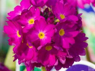 Prvosenka zoubkatá ´Rubin´ - Primula denticulata ´Rubin´