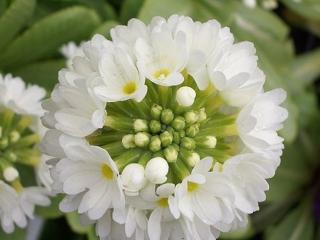 Prvosenka zoubkovaná ´Alba´ - Primula denticulata 'Alba'