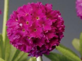 Prvosenka zoubkovaná ´Prome Deep Rose´ - Primula denticulata 'Prome Deep Rose'