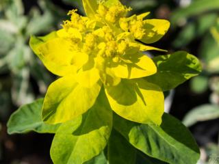 Pryšec mnohobarvý ´Lacey´ - Euphorbia polychroma ´Lacey´